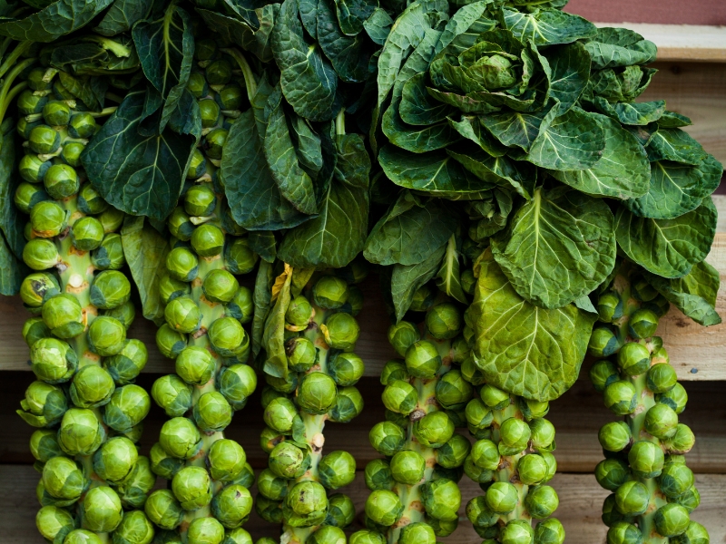 Những Nguồn Omega-3 Từ Thực Vật Giúp Cải Thiện Sức Khỏe Tim Mạch