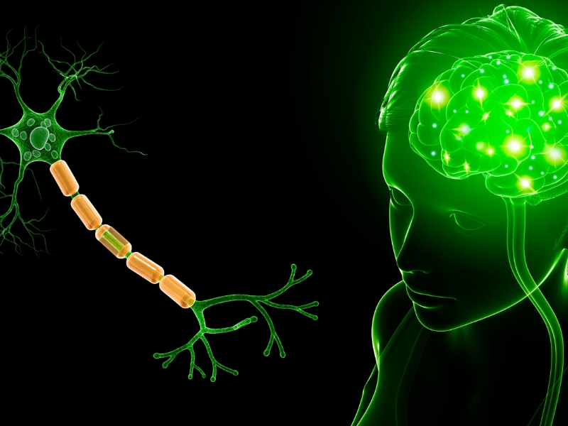 Omega-3 Hỗ Trợ Phát Triển Não Bộ Như Thế Nào? 