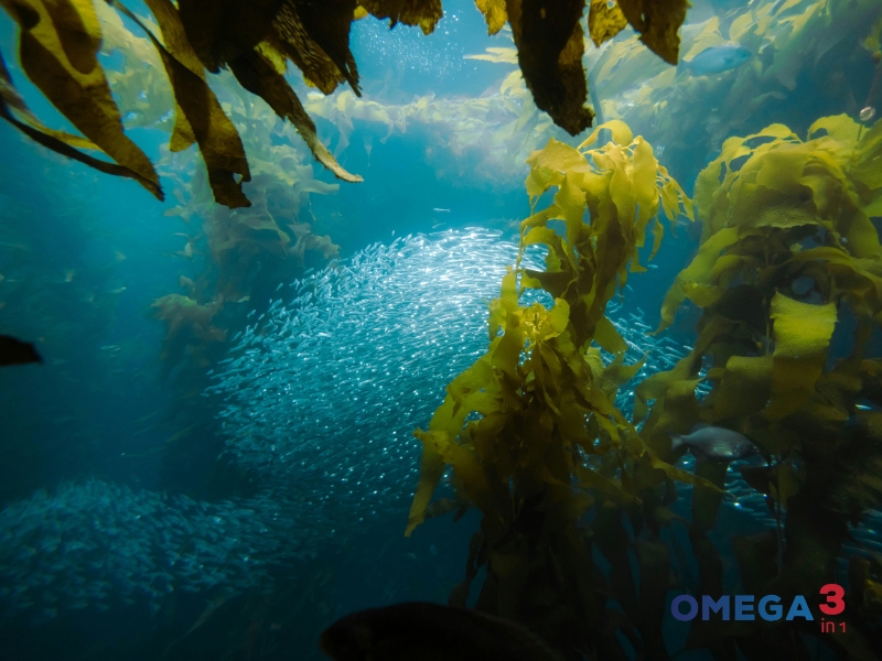 Dầu Tảo Là Gì? Công Dụng Và Những Điều Cần Biết