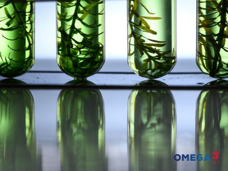 Dầu Tảo Là Gì? Công Dụng Và Những Điều Cần Biết